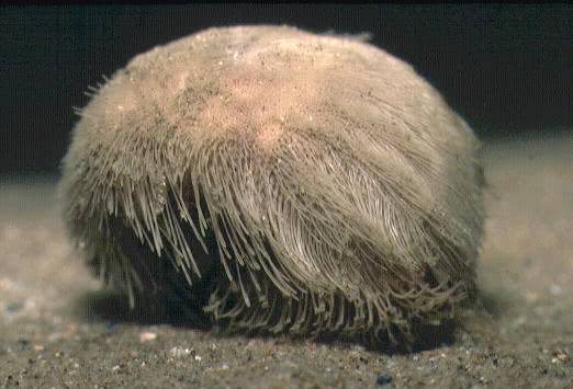 Side view of a Sea Potato out of the sand 